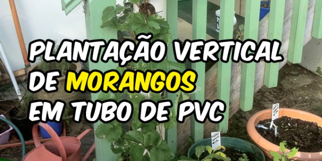 Ideia Sustentavel Plantação vertical de morangos em tubo Ideia Sustentavel Plantação vertical de morangos em tubo