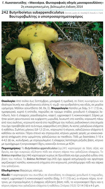 Butyriboletus subappendiculatus (Dermek, Lazebn. & J. Veselský) D. Arora & J.L. Frank