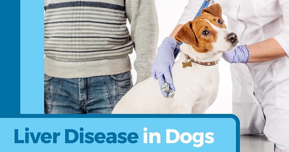 All You Need To Know About Dogs Liver Disease Doglopedix