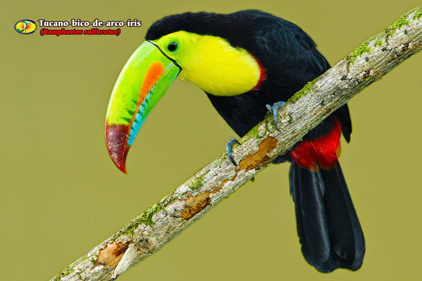 Zoologia Tucanobicodearcoíris (Ramphastos sulfuratus) Zoologia Tucanobicodearcoíris (Ramphastos sulfuratus)