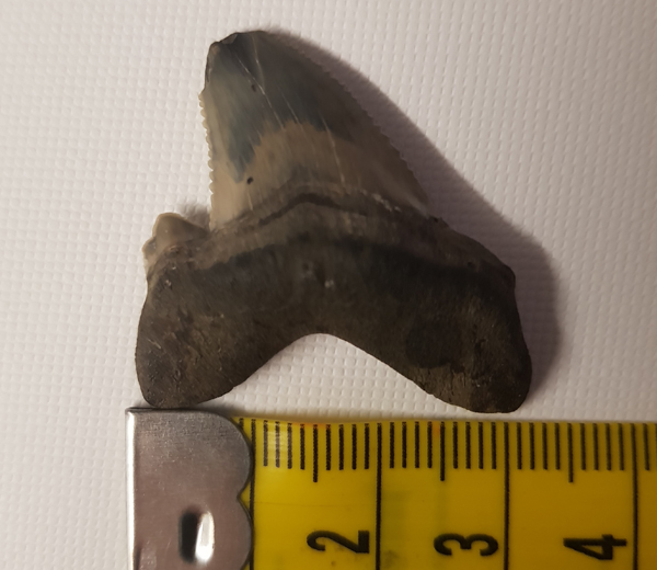 Shark Tooth Fossil found on Bracklesham Bay