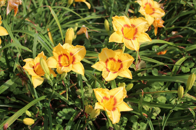 grouping of yellow lilies with dark maroon rings