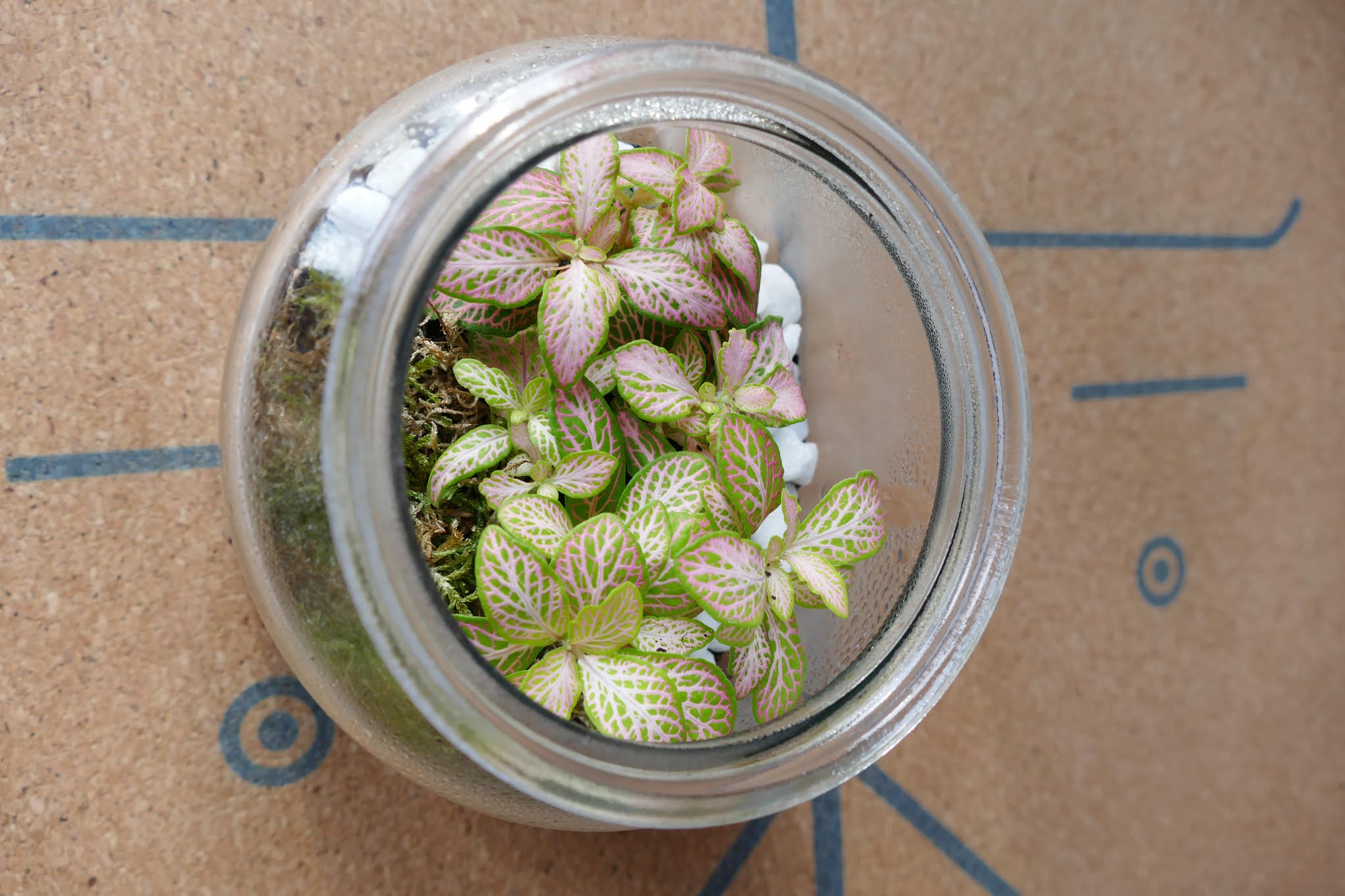 How To Build Your Own Terrarium At Home DIY Terrariums Shop Review