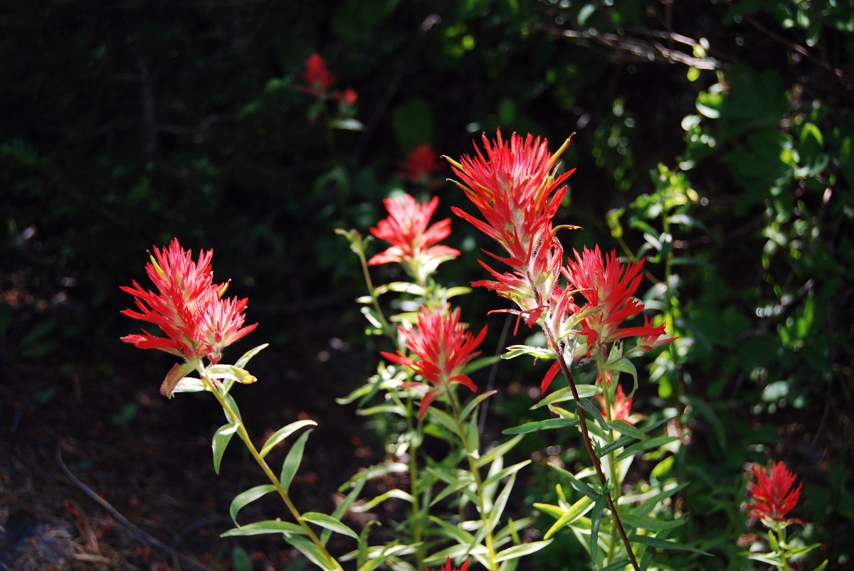 Castilleja linariifolia Castilleja linariifolia
