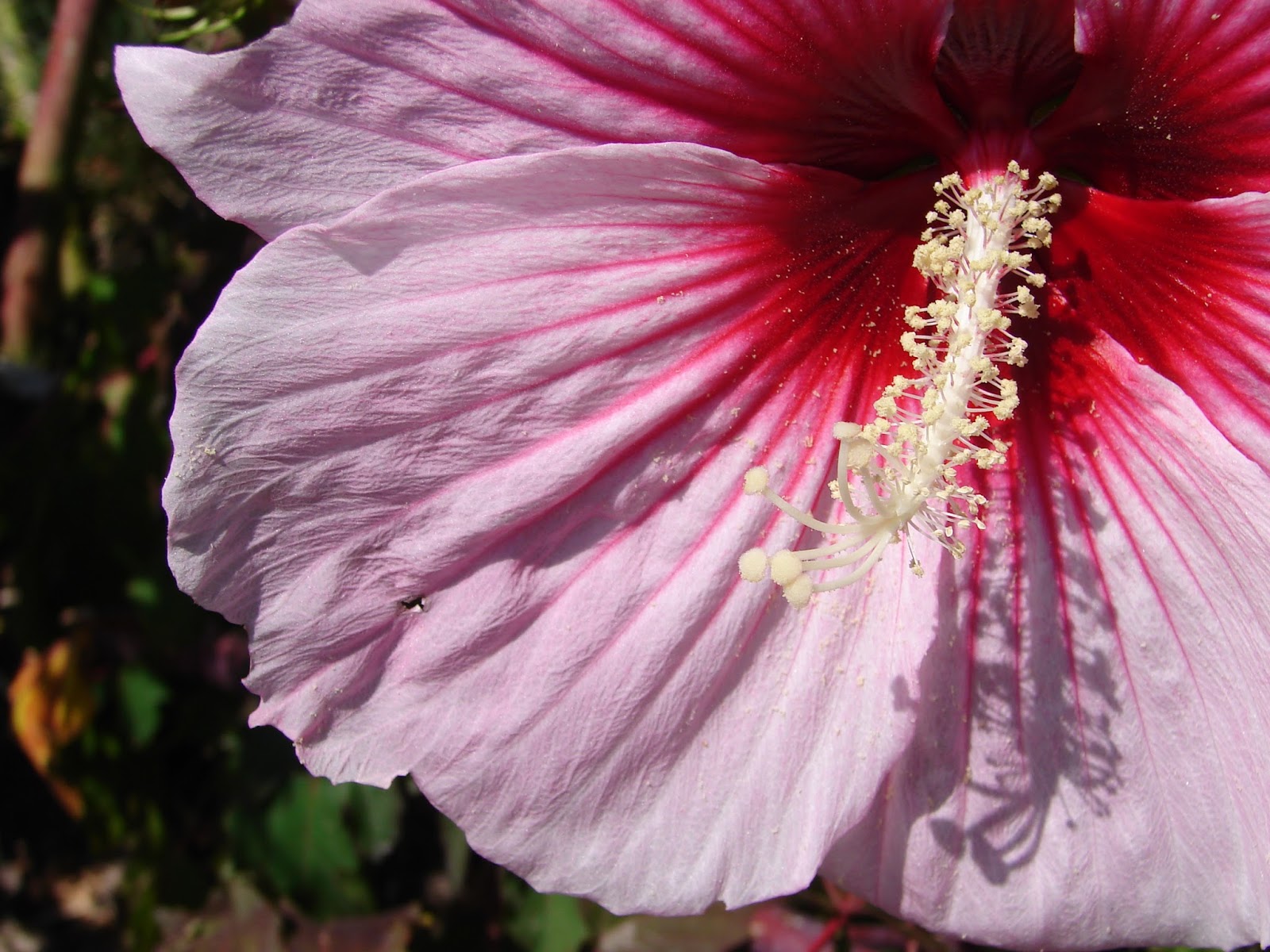 New Utah Gardener Hibiscus A Great Fall Bloomer In Utah