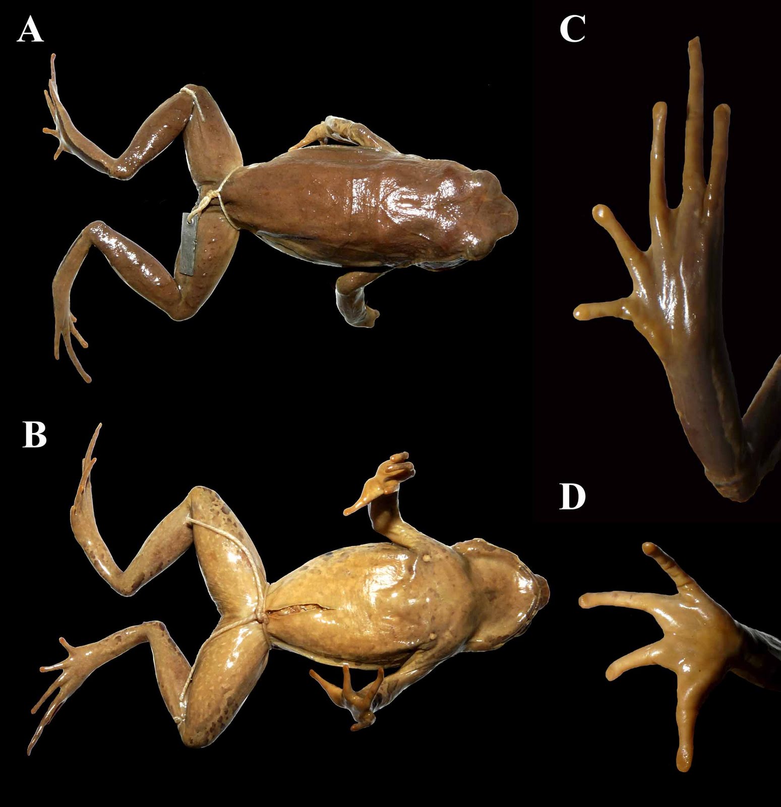 Species New to Science [Herpetology • 2011] Xenophrys (Megophrys