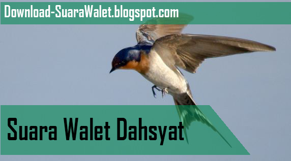 Download Suara Walet Dahsyat