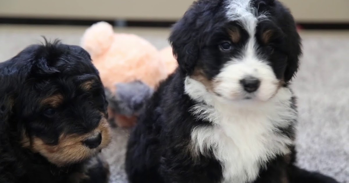 F1 bernedoodle Temperament, Size, Lifespan, Adoption