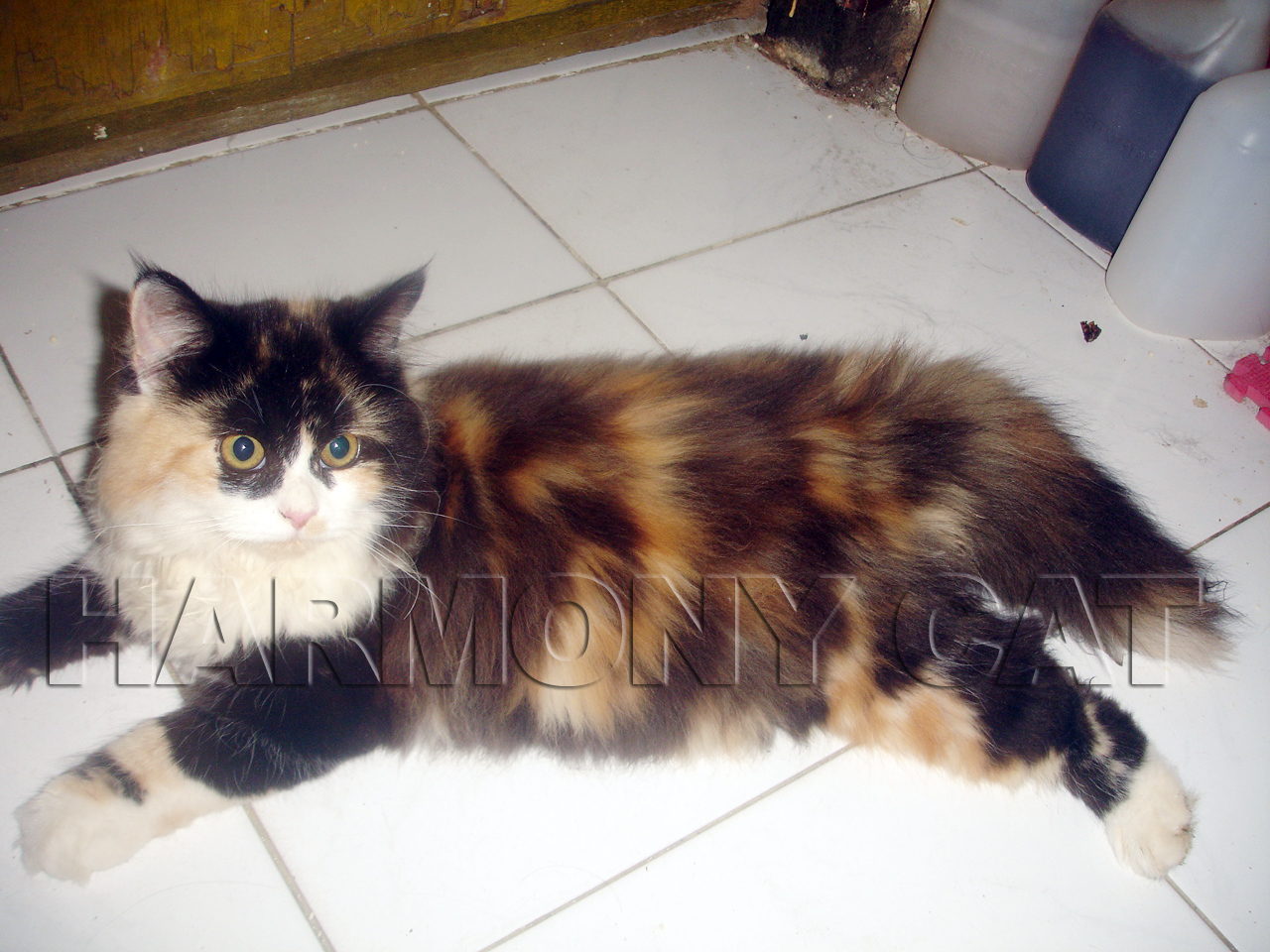 SOLD OUT - Kitten Calico Flatnose Gemuk - Harmony Cat 