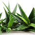 Benefits of Aloe Vera for Hair, Skin & Weight-Loss