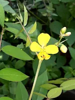 Flor de Brusca, medicina natural