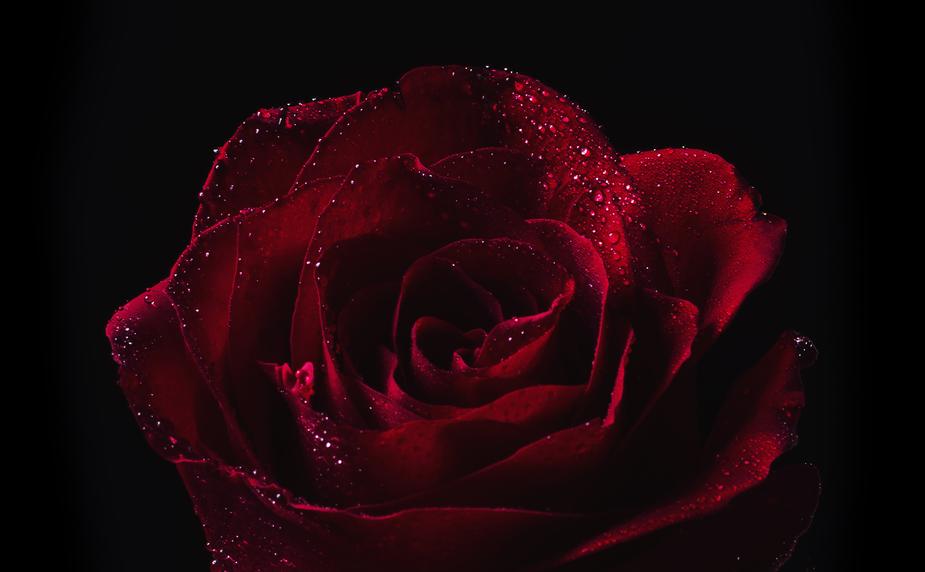 Beautiful Flower For Wallpaper Beautiful Flower For Wallpaper