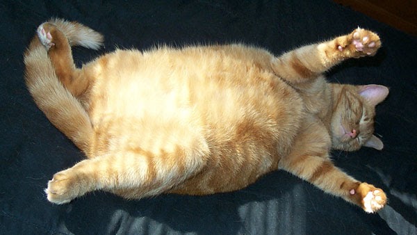 Cara Membuat Anak Kucing Cepat Gemuk Efektif!