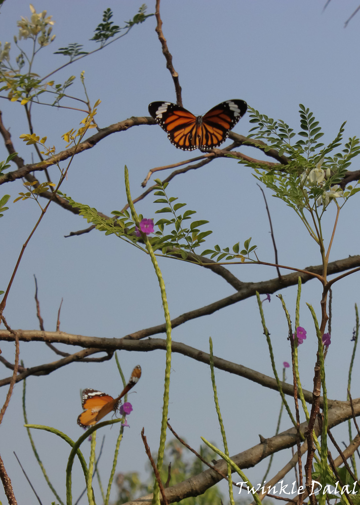 The Butterfly Memories Visit to Ovalekar Wadi Butterfly Garden