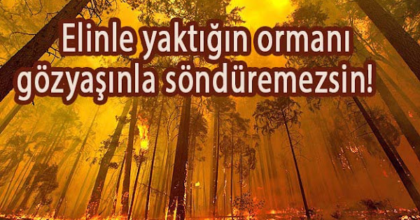 agaclari korumak ile ilgili sozler orjinal mesajlar agaclari korumak ile ilgili sozler orjinal mesajlar