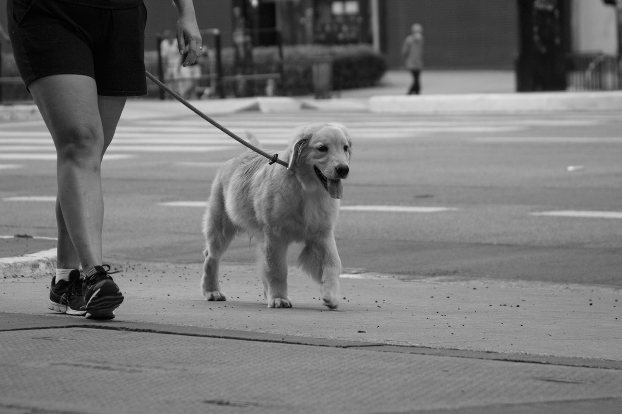 Perro: Mejor amigo del hombre