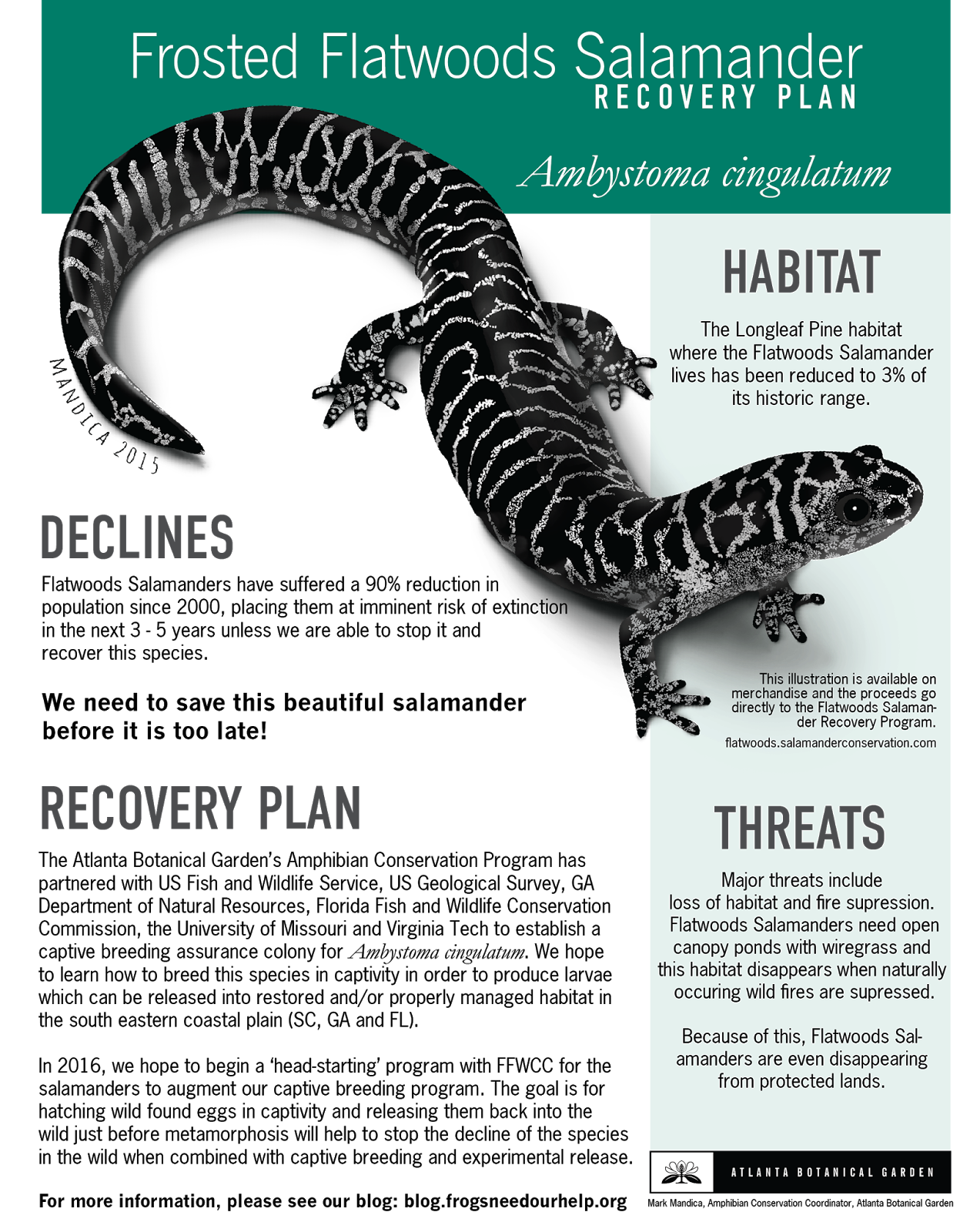 Salamanders Chart Print Animal Wall Art Kids Room Wall Decor Cute Reptiles Animal Wall Art Salamander