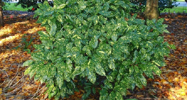 Aucuba japonica 'Crotonifolia' shrub in garden