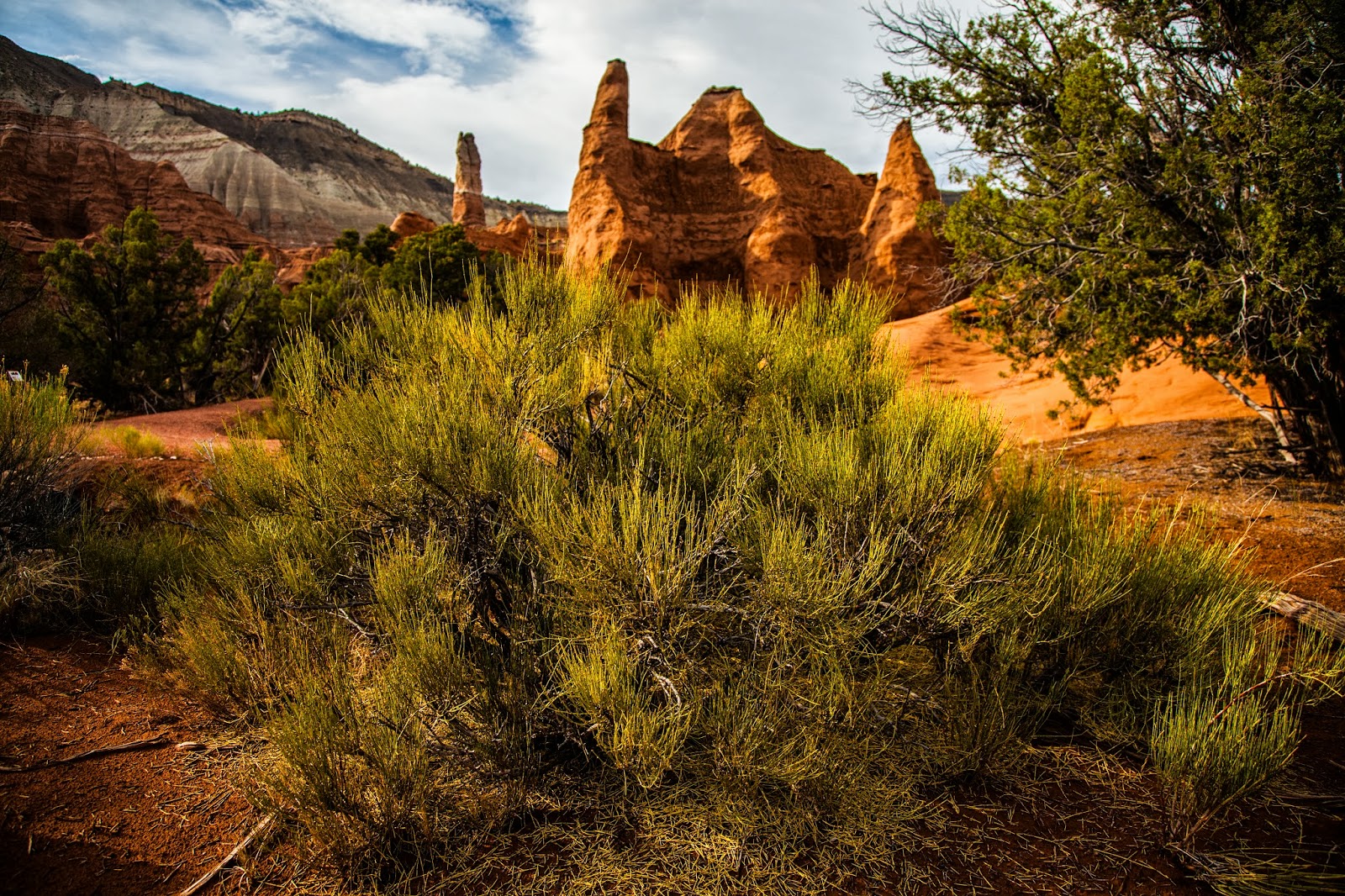 Walking Arizona Sagebrush in the Sand
