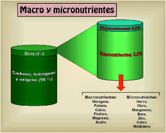 macro y micronutrientes presentes en una planta. 