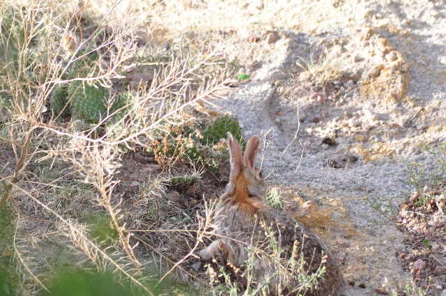 rabbits Palmer Park Colorado Springs coloradoviews.filminspector.com