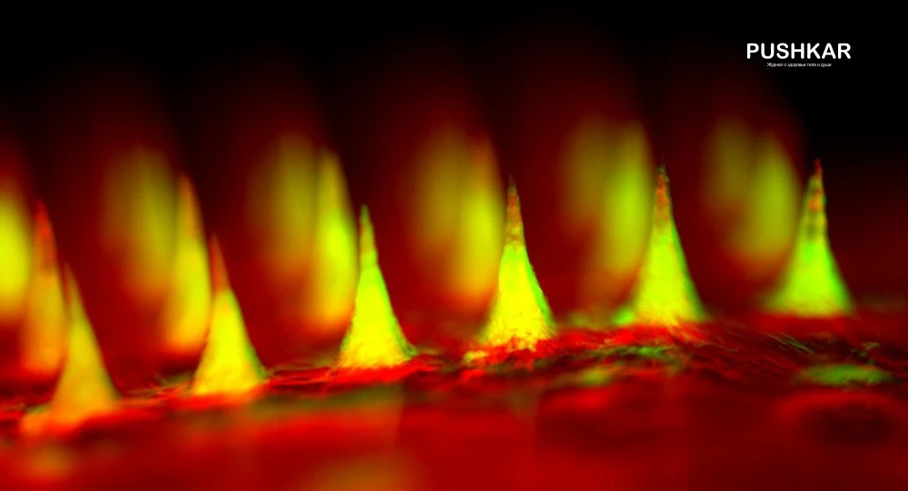 ДИАБЕТ И КОНТРОЛЬ ГЛЮКОЗЫ (САХАРА) В КРОВИ.