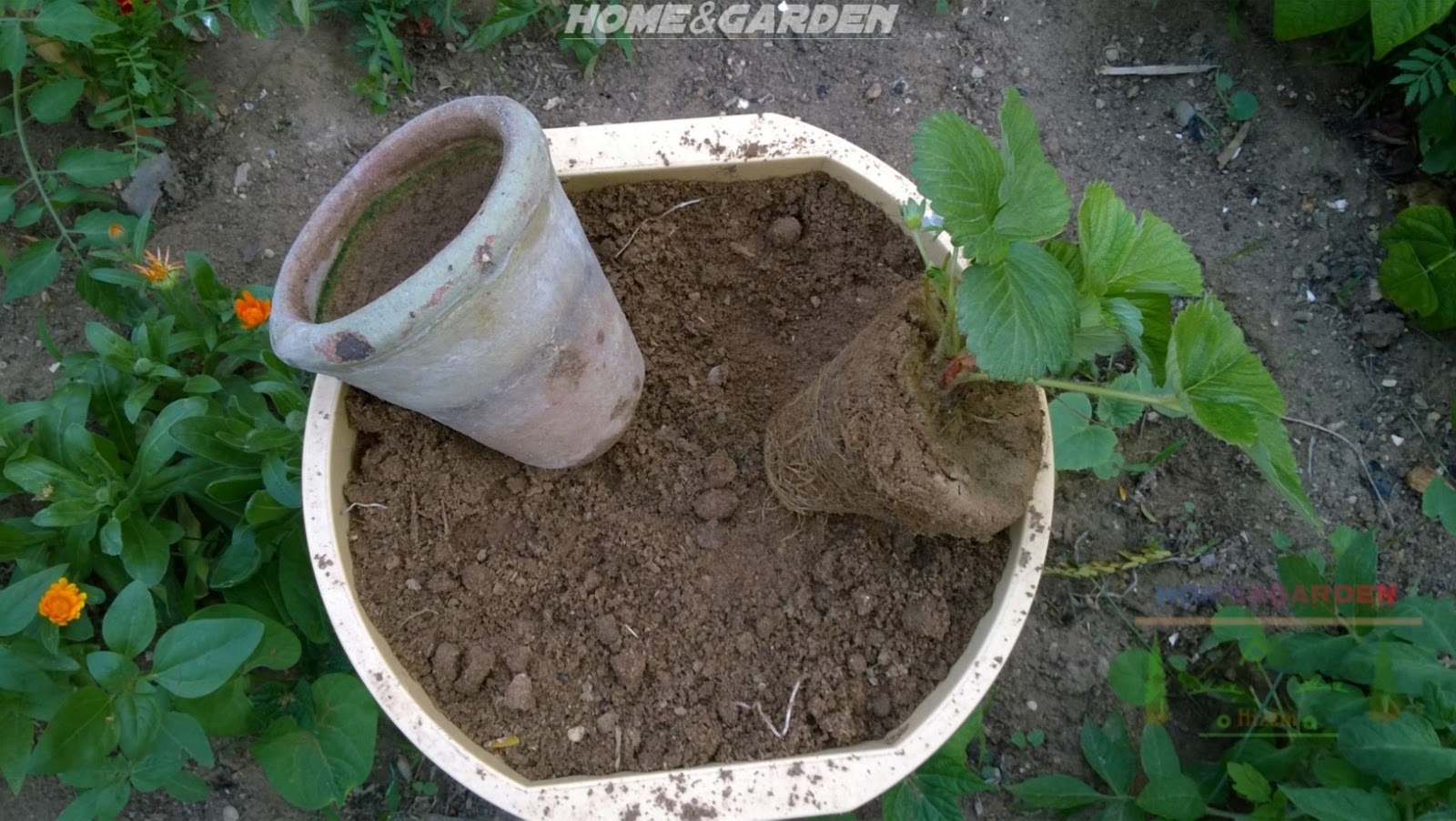 How to Grow Organic Strawberries in Containers