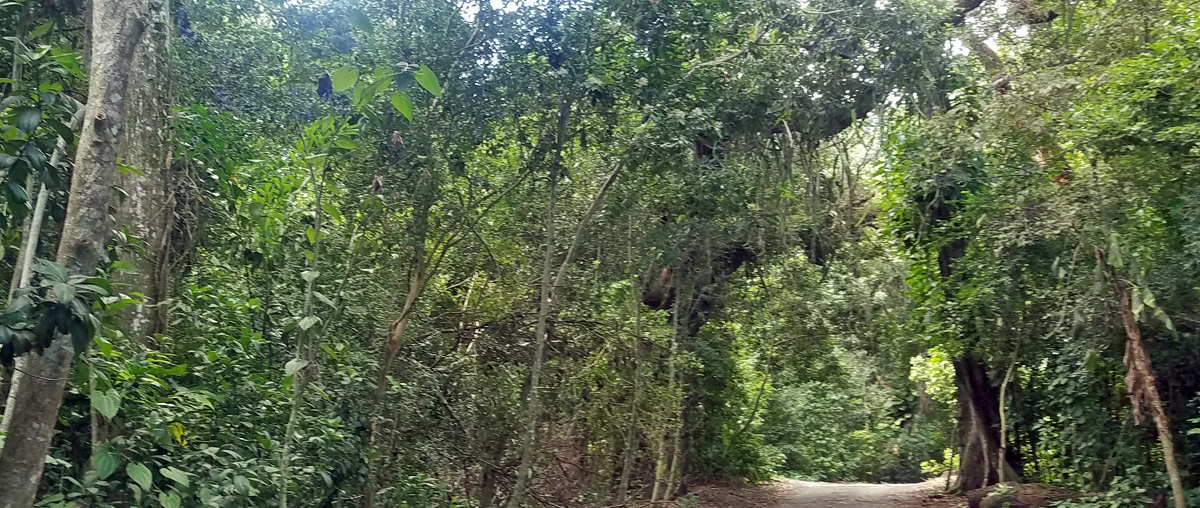 Hardwood Hammocks Florida's Own Rainforests