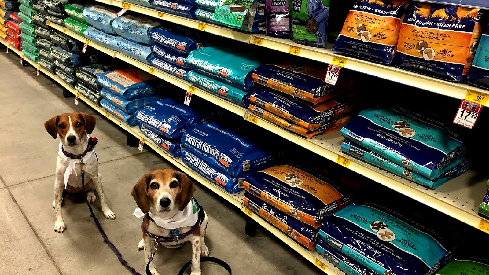 Insurance For Dogs Petsmart Dog Choices