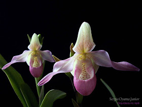 Orquídeas no Apê: Orquídea Sapatinho