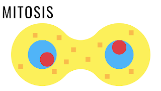 mitosis