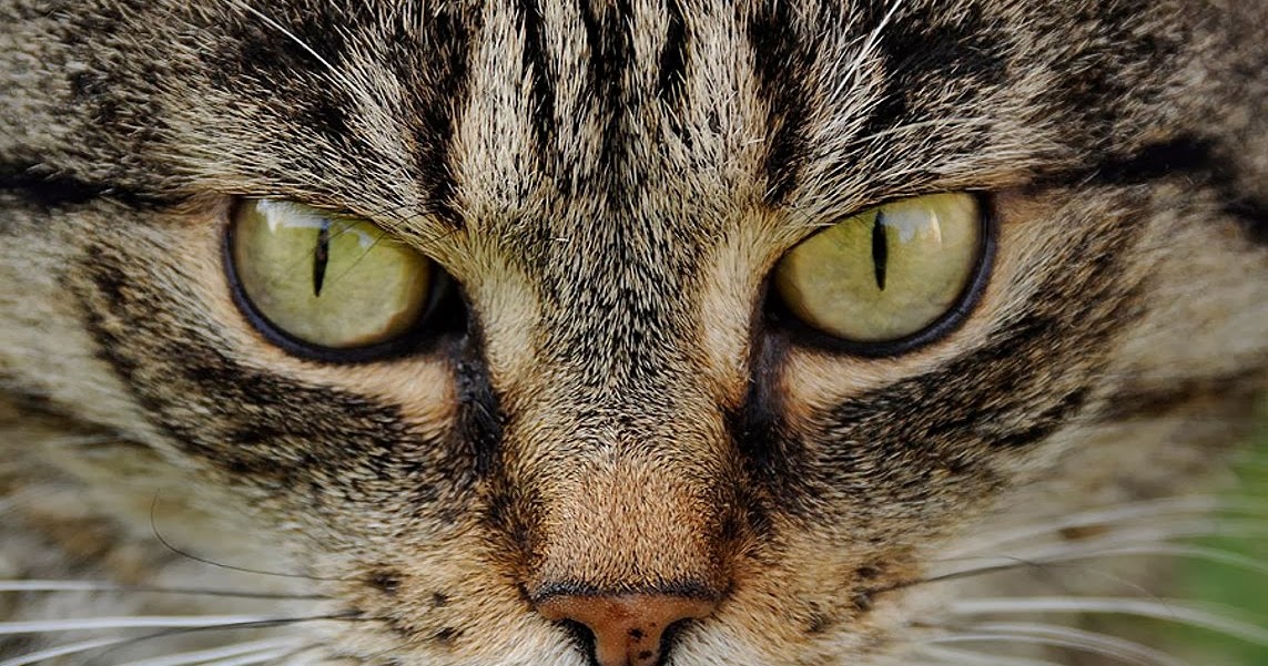 Kelopak Mata Ketiga Kucing - Yakni mata kucing yang terus menerus