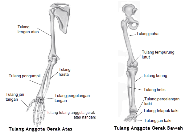 Tulang gelang bahu tersusun dari sepasang tulang dada dan tulang