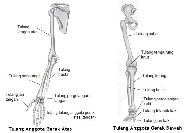 Apa kegunaan dari tulang anggota gerak atas sebutkan jenis-jenis tulang yang termasuk anggota gerak 