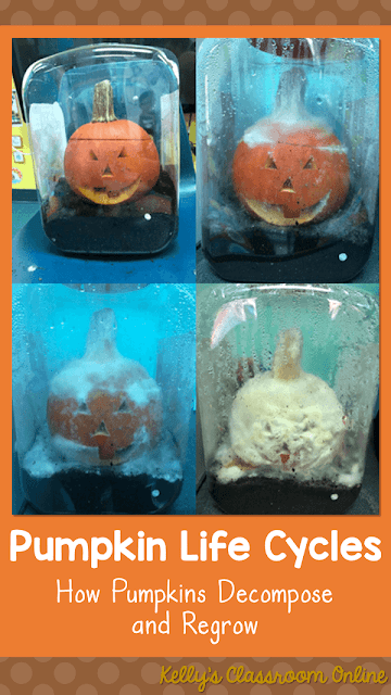 Decomposing Pumpkins Science and STEM Experiment: A STEM and science experiment inspired by the children's book Pumpkin Jack. Learn about the pumpkin life cycles/decomposition. #kellysclassroomonline