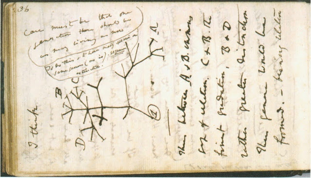 1837 notebook sketch by Darwin Tree of Life. Illustrated By . . . marchmatron.com 1837 notebook sketch by Darwin Tree of Life. Illustrated By . . . marchmatron.com