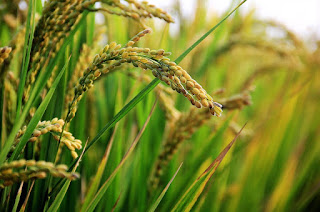 10 Contoh Tumbuhan Berkembang Biak Dengan Generatif