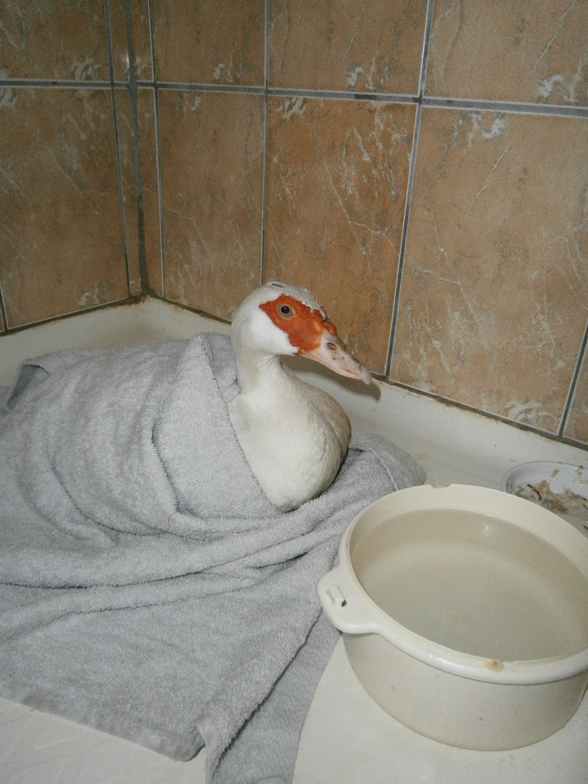 Hands Are Full, Heart Is Full. : I think my duck has rickets... please ...