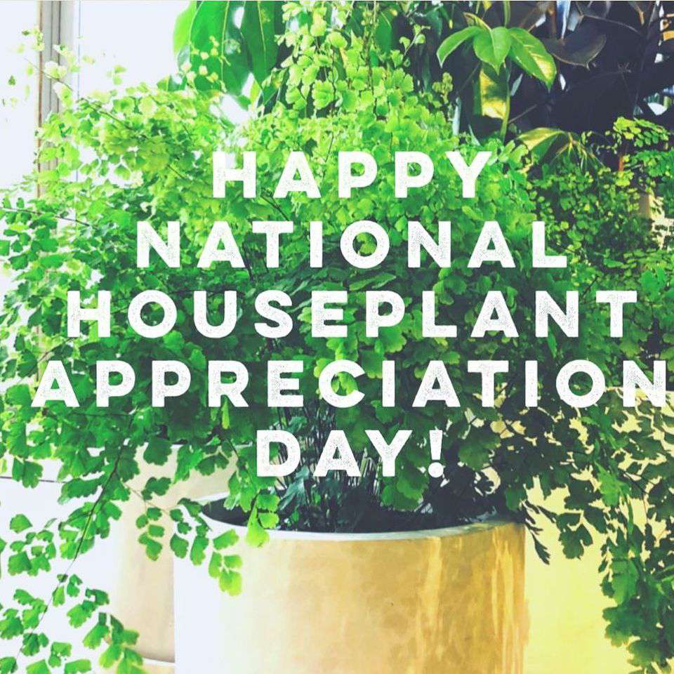 National Houseplant Appreciation Day Wishes Images