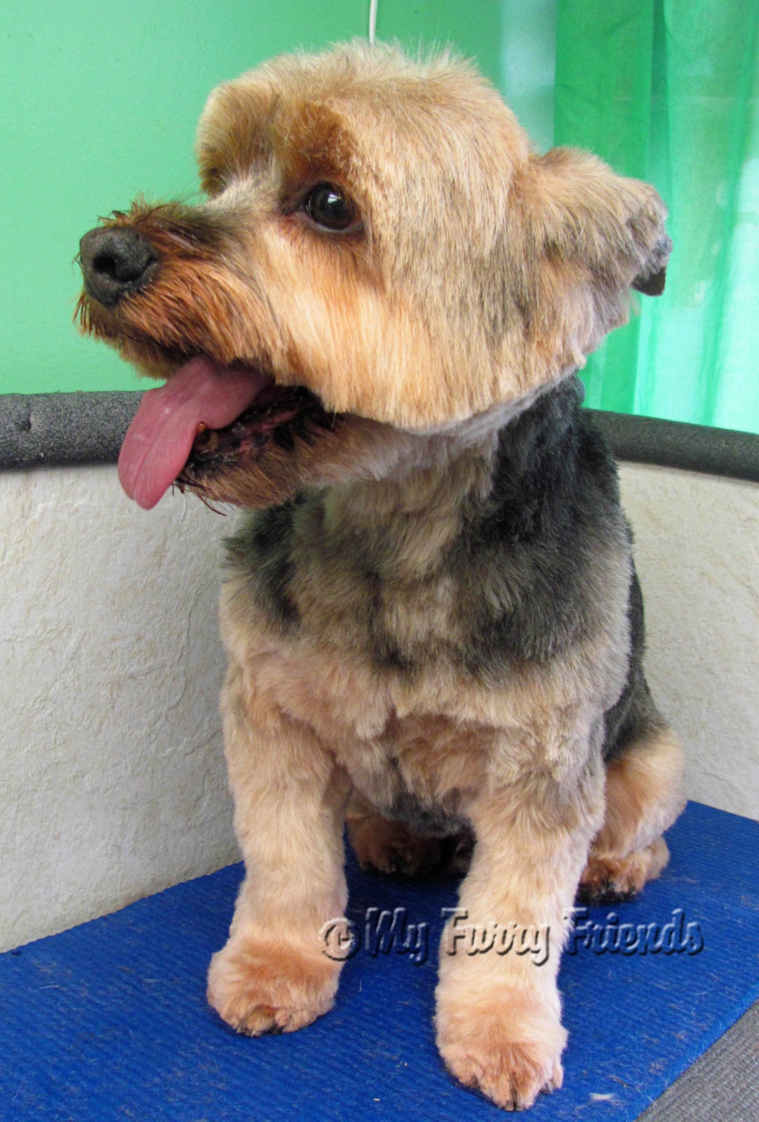 Pet Grooming The Good, The Bad, & The Furry Yorkie Day