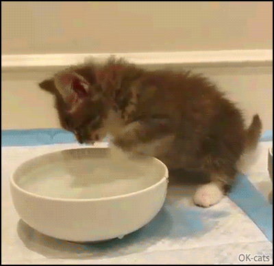 Funny Kitten GIF • OWNED! Weird kitty drinking and swimming at the same time in his big water bowl Funny Kitten GIF • OWNED! Weird kitty drinking and swimming at the same time in his big water bowl