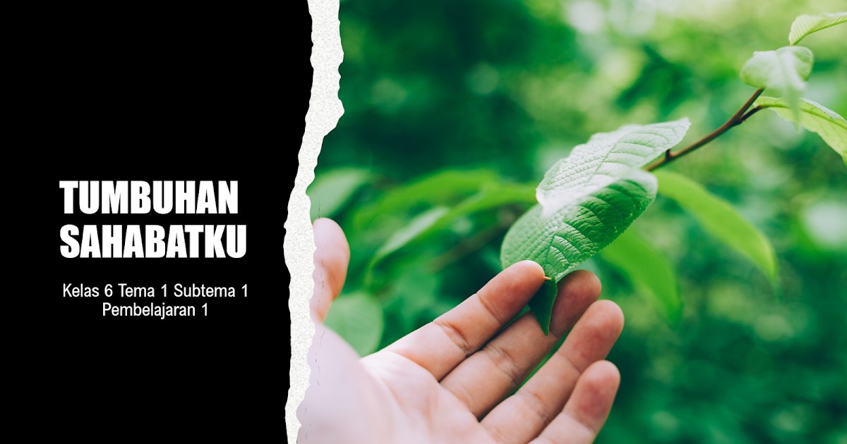 Kelas 6 Tema 1 Subtema 1 Pembelajaran 1 Kelas Bu Sulis Kelas 6 Tema 1 Subtema 1 Pembelajaran 1 Kelas Bu Sulis