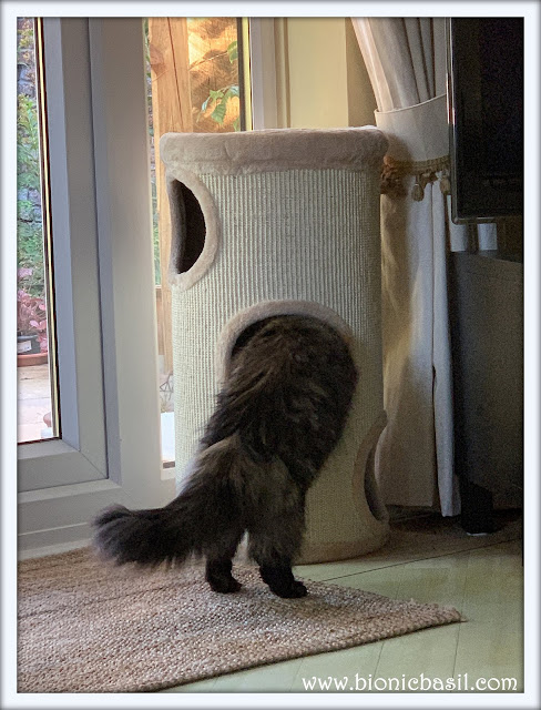 Pandora Tests The New Scratch Barrel  @BionicBasil® The Pet Parade 319