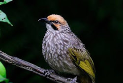 Daftar Harga Burung Cucak Rowo Agustus 2019 Update Burung Babe