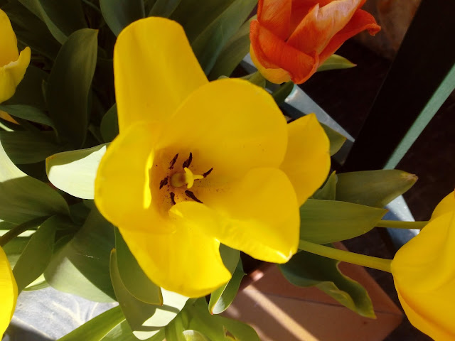 Tulipanes (Tulipa sp.)