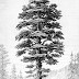 La Mujer Sequoia (V.O.)