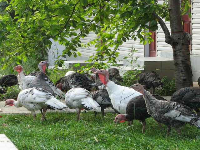 Комбикорма для индюков Корма и комбикорма для индеек и индюков