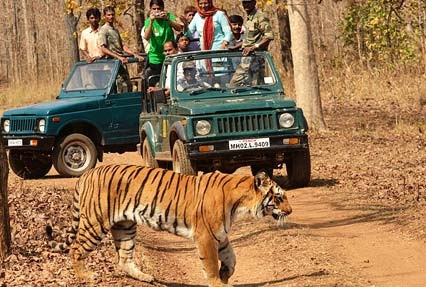 pench jungle safari booking turiya madhya pradesh