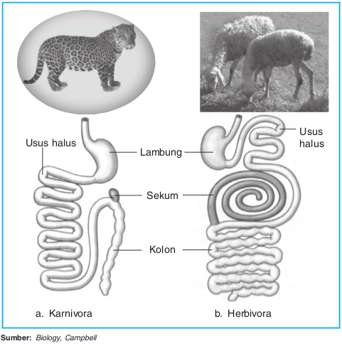 Urutan mekanisme pencernaan makanan pada hewan ruminansia adalah