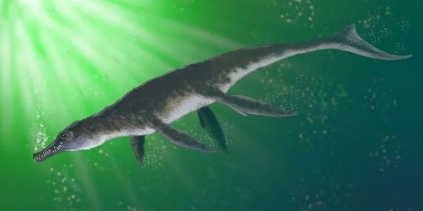 El Cocodrilo-Delfin que lo tenia todo El Cocodrilo-Delfin que lo tenia todo